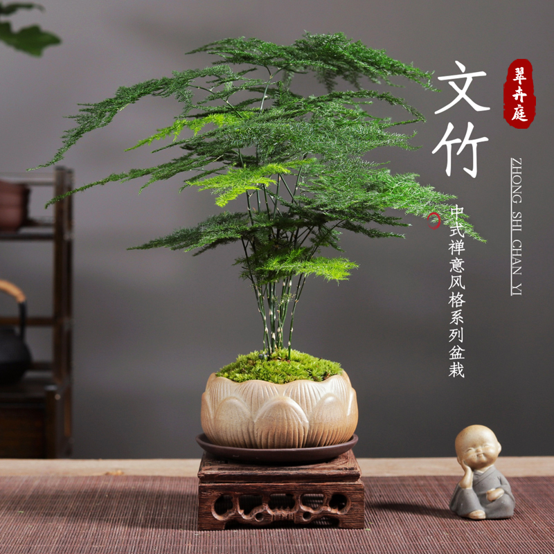 文竹盆栽植物室内桌面禅意好养创意小盆景办公室四季绿植迷你摆件