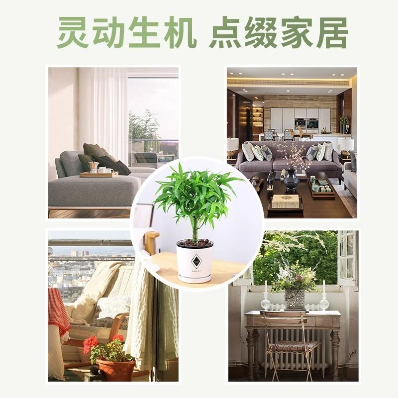 罗汉竹佛肚竹盆栽客厅办公室造景老桩树苗观赏南天竹米竹耐寒植物