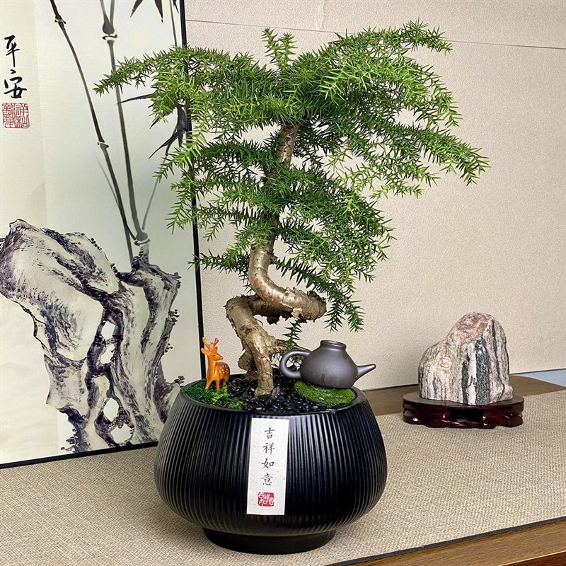 罗汉松盆景不老松树盆栽招财绿植旺宅室内植物乔迁开业送长辈高端