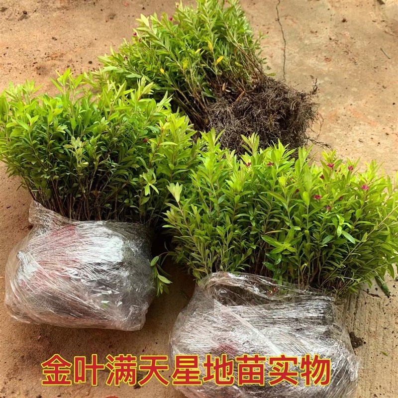 满天星萼距花小苗盆栽细叶紫绿化篱笆四季开花工程庭阳台绿植花卉