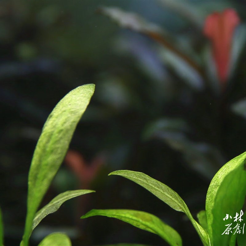 迷你小皇冠水草 花剑小皇冠定植(带定植柱)弱冠 无需co2 易养