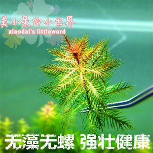 鱼缸中后景红色夕烧红绿宫廷雨伞红蝴蝶造景水草 小呆自养水下叶