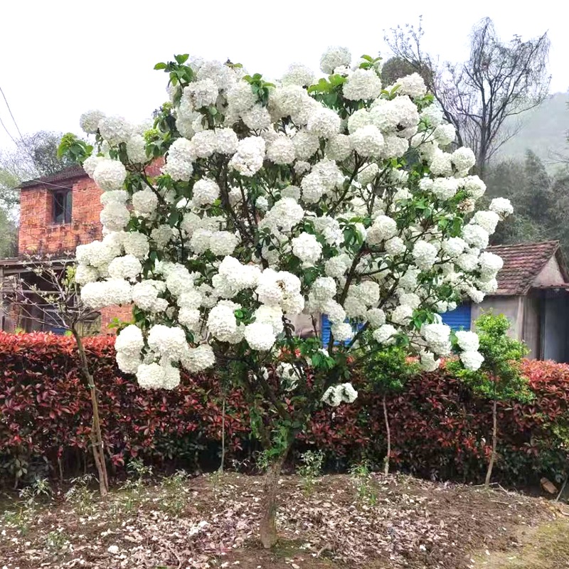 裸心花园中华木绣球斗球盆栽苗庭院树苗木本树绣球花花苗花卉植物
