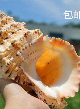 天然蛙螺大螺材料超大鱼缸造景响螺吹螺珊瑚饰品