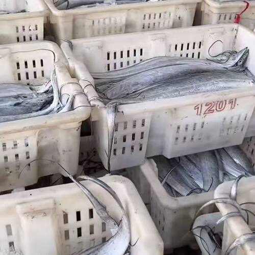 10条）山东渤海带鱼新鲜小眼油带鱼冷冻刀鱼小眼（会破肚