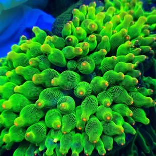 奶嘴海葵荧光绿奶红奶嘴小丑鱼共生海葵地毯软体珊瑚海水生物海缸