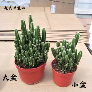 万重山盆栽珊瑚棒光棍树盆栽仙人掌多肉盆栽植物办公室超大仙人掌