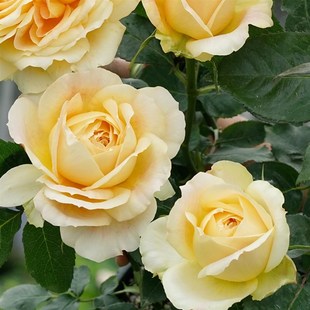 惠惠的花园大花切花月季焦糖古董大花分枝性好耐冲刷阳台庭院盆栽