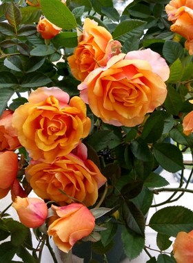 阳台【永远的爱帕索】橘红色双色玫瑰 黄色大花勤花艾帕索月季