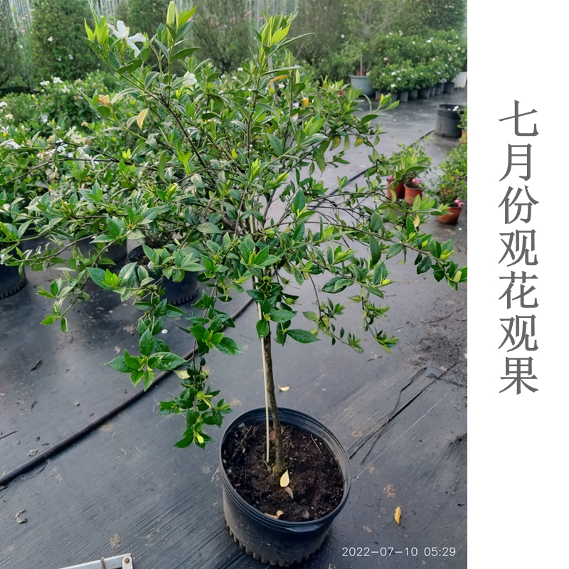 香雪二号栀子花四季常青开花结果盆景植物室内外书房阳台净化空气
