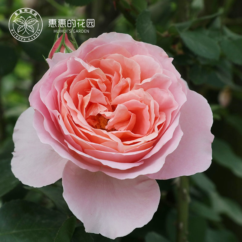 惠惠的花园爬藤月季花苗四季开花舍农索城堡的女人们勤花好养玫瑰