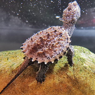 新疆纯种爆刺小佛鳄龟苗北美鳄大鳄龟活宠物观赏水龟凶猛霸气包邮