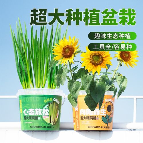 儿童种植超大吨吨桶办公室绿植创意小盆栽室内桌面植物迷你向日葵