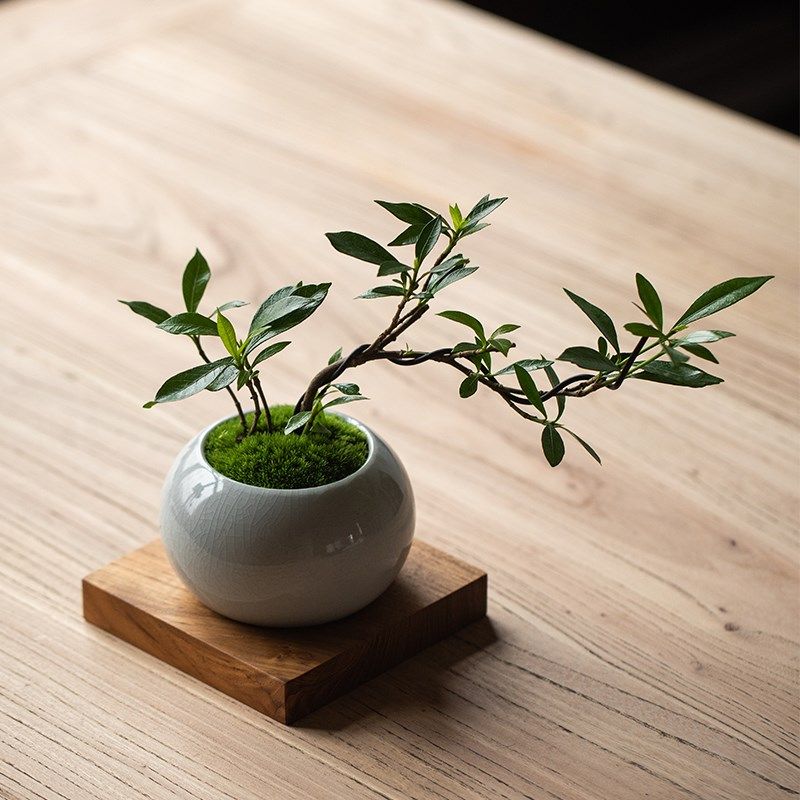 静艺花舍 飘枝栀子花办公室内桌面禅意绿植盆栽净化空气好养易活,鲜花速递/花卉仿真/绿植园艺,绿植,淘宝优惠券,粉丝福利购,淘宝优惠卷