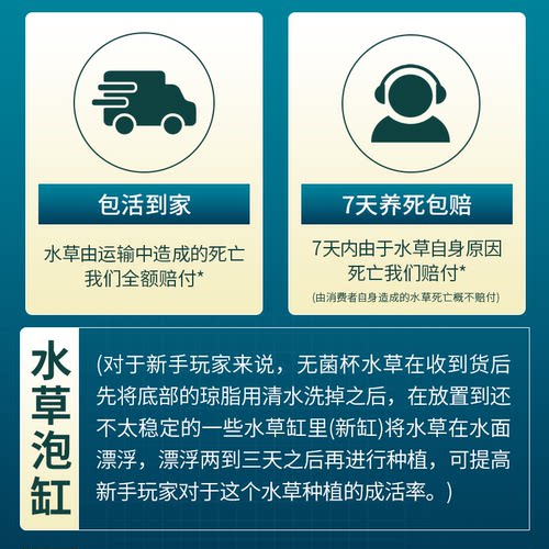 挖耳草无菌杯鱼缸前景草成草坪淡水养殖阳性水草植物需要二氧化碳