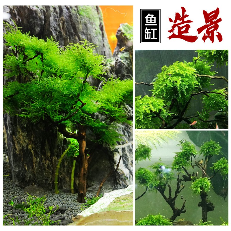 鱼缸造景树森林沉木莫斯树一木成景草缸水族懒人树小树林成品摆件