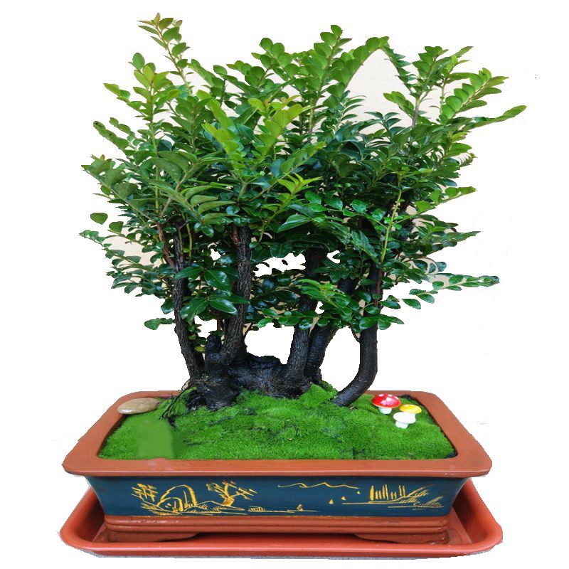 名贵小叶紫檀盆景树桩客厅室内老桩盆栽花卉四季常青带盆栽好包邮