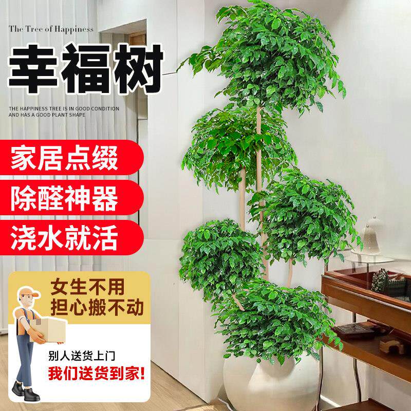 幸福树客厅盆栽大型办公室四季常青盆景新家吸甲醛净化空气好植物