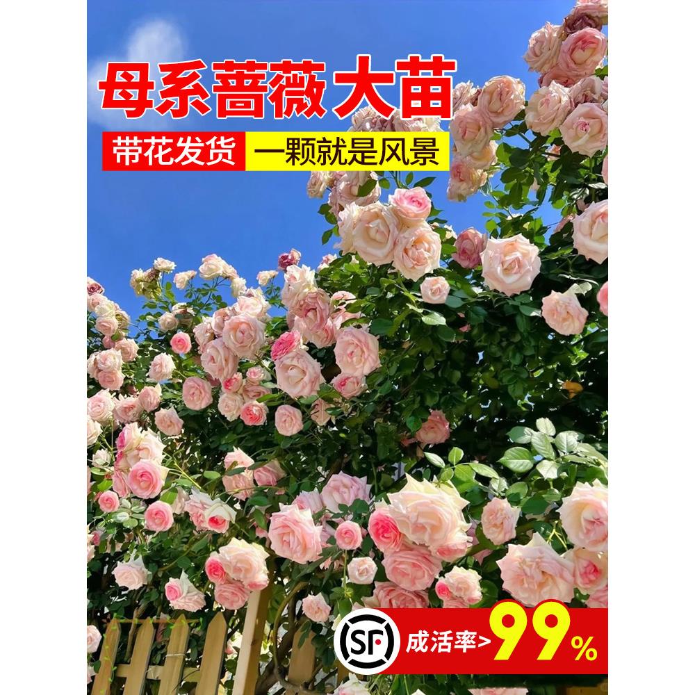 藤本月季蔷薇花苗特大浓香庭院爬藤植物花卉盆栽阳台玫瑰爬墙四季