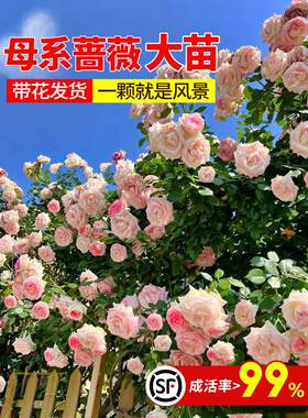 藤本月季蔷薇花苗特大浓香庭院爬藤植物花卉盆栽阳台玫瑰爬墙四季