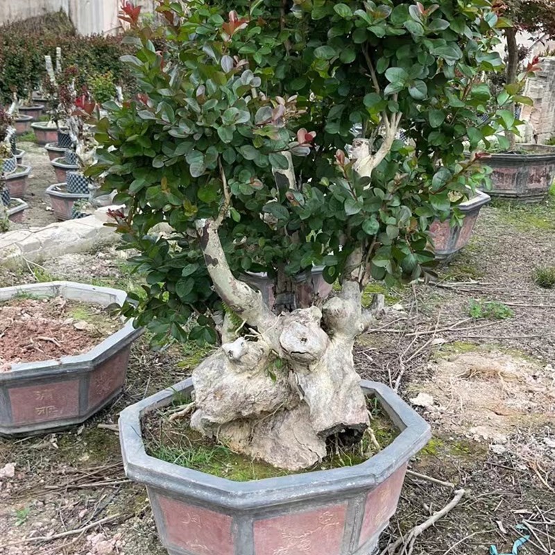 红花老头盆造型别墅红花继木盆景罗汉松盆景真树迎客松景观院子树