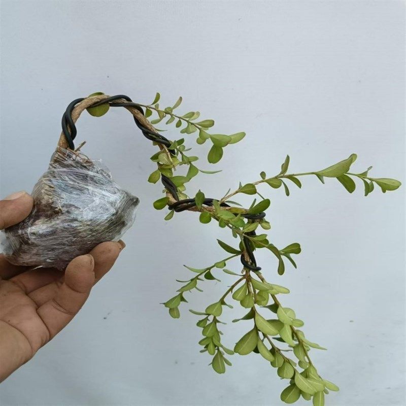 造型黄杨盆景四季常青茶室书桌办公室内观叶绿植净化空气好养盆景,鲜花速递/花卉仿真/绿植园艺,造型盆景,淘宝优惠券,粉丝福利购,淘宝优惠卷