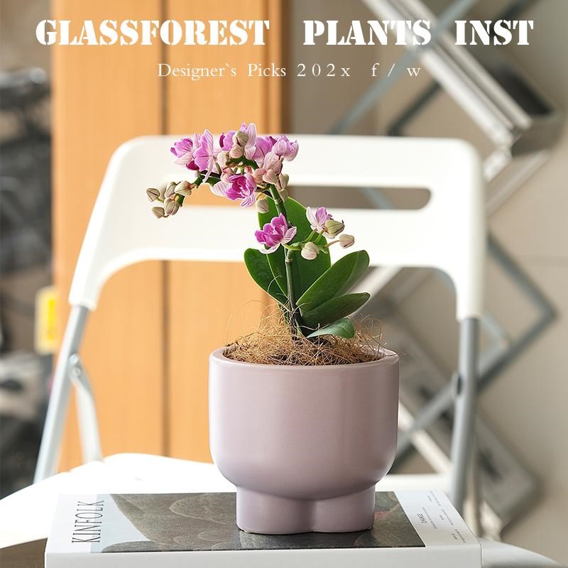 三生三世迷你蝴蝶兰盆栽带花剑花苞株矮种办公室桌面年宵花卉送礼