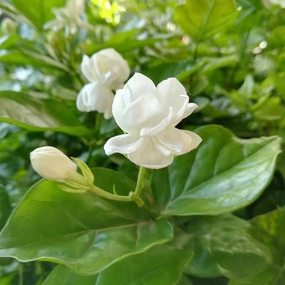 横县重瓣茉莉花盆栽老桩带花苞好养活木本植物盆栽花卉一物一拍
