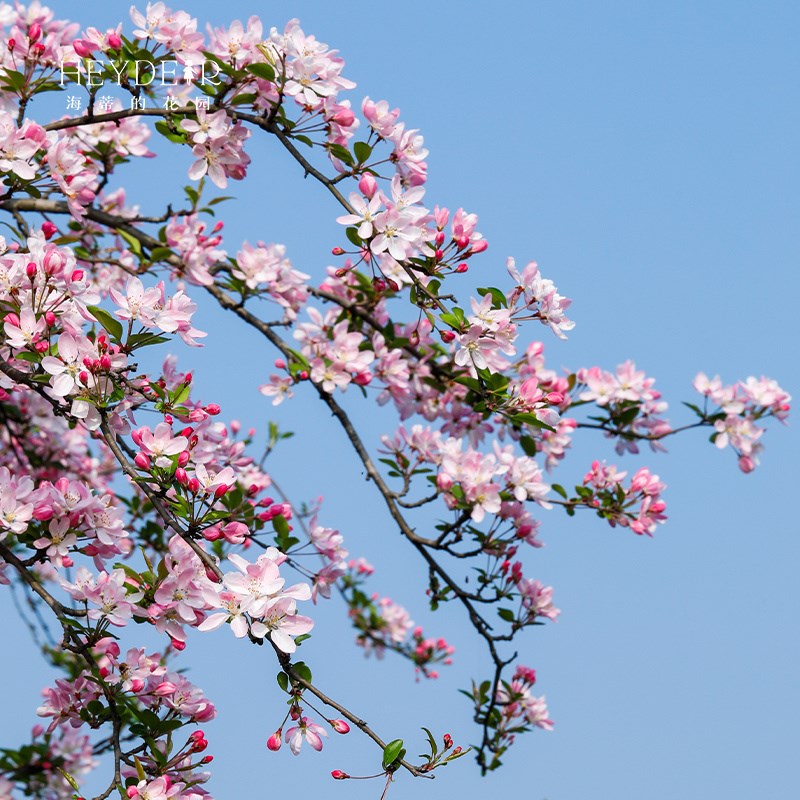 海蒂的花园垂丝海棠好养木本花卉庭院风景树地栽盆栽盆景植物树苗