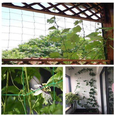 园艺农用种植物百香果葡萄瓜棚网黄瓜藤蔓攀藤网豆角尼龙网爬藤网