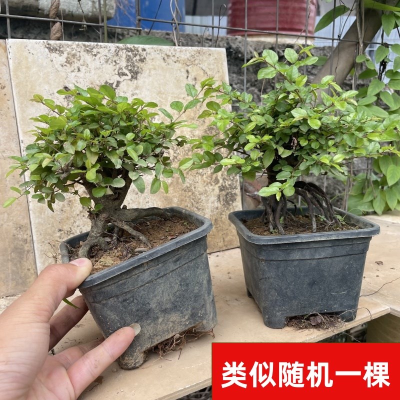 老桩雀梅盆栽提根造型矮霸雀梅室内桌面精品小盆景小叶红芽雀梅