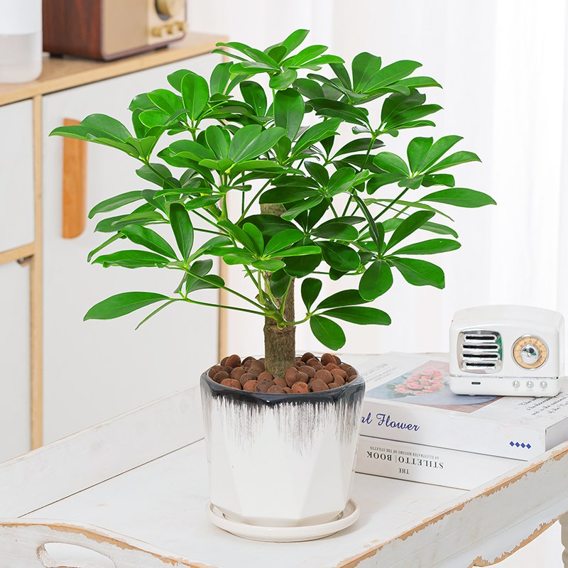 八方来财鸭脚木七叶莲盆栽室内植物旺老桩造型办公桌面四季常青