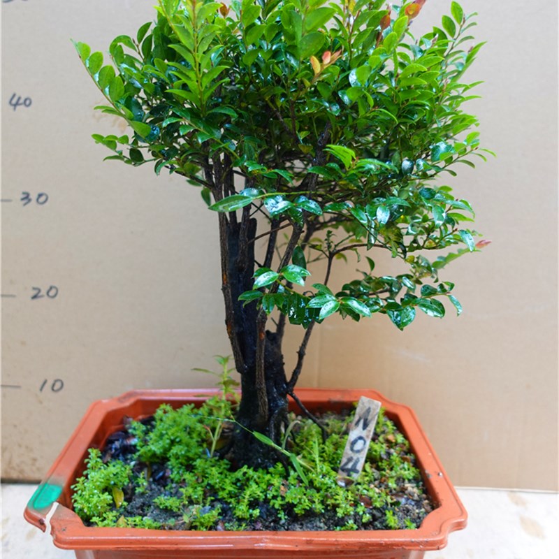 老桩小叶紫檀盆景 四季常青绿植花卉造型盆景紫檀树桩单根独桩