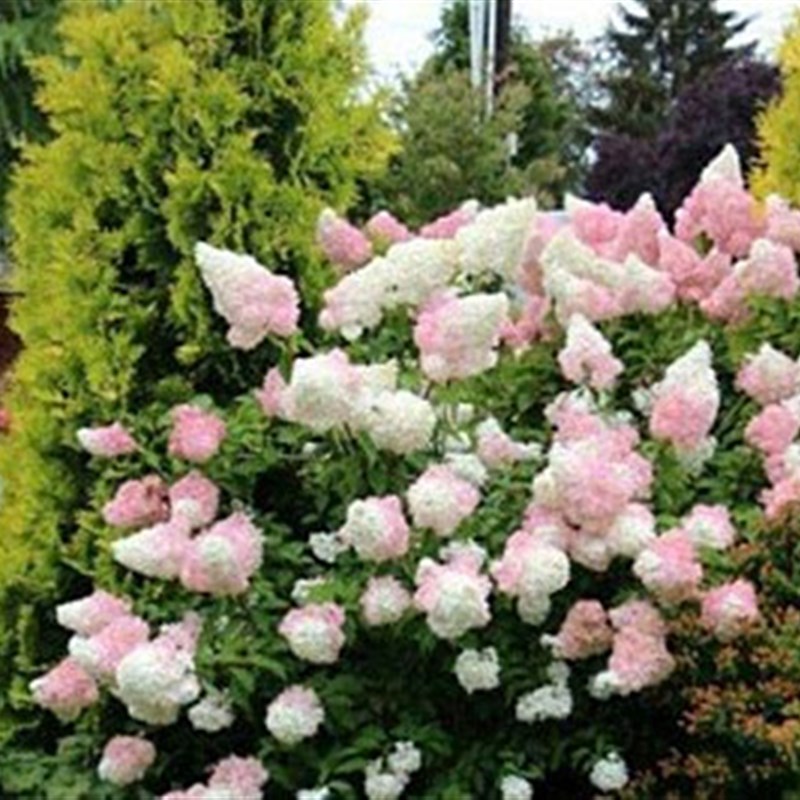 圆锥绣球香草草莓大花耐热耐寒庭院植物盆栽地栽石灰灯白玉花卉苗