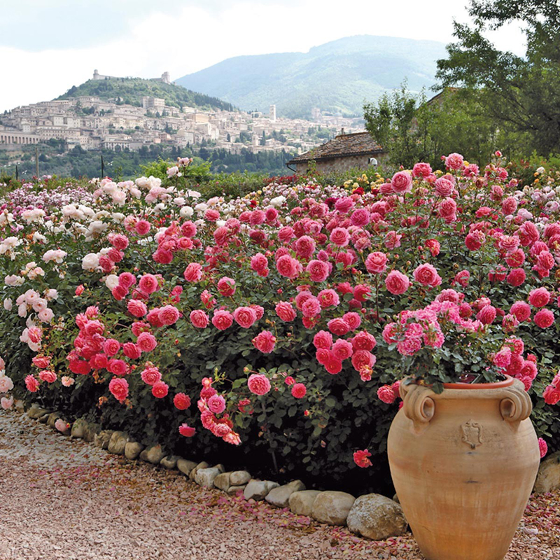 海蒂的花园银禧庆典奥斯汀月季强香大花勤花阳台庭院盆栽植物花苗