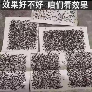 苍蝇贴粘蝇纸强力粘蝇板杀手神器蝇子沾蝇蚊子家用苍蝇克星一扫光