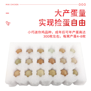 宠物鸡受精蛋迷你鸡受精卵网红鸡可孵化鸡蛋纯白礼服品种纯孵化卵