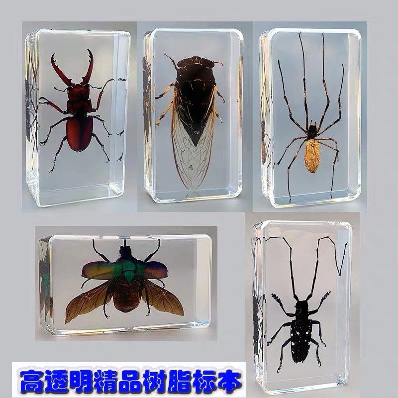 昆虫蝴蝶树脂滴胶标制作工具琥珀凝胶手工材料硅胶模具