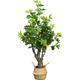 仿真招财树大型室内绿植鸭脚木落地书房客厅商场橱装 饰