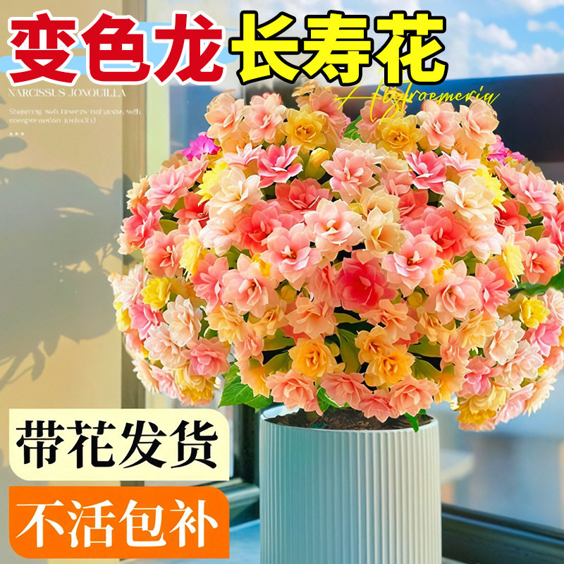 长寿花盆栽重瓣变色龙大花带花苞花苗室内易活花卉四季开花绿植物