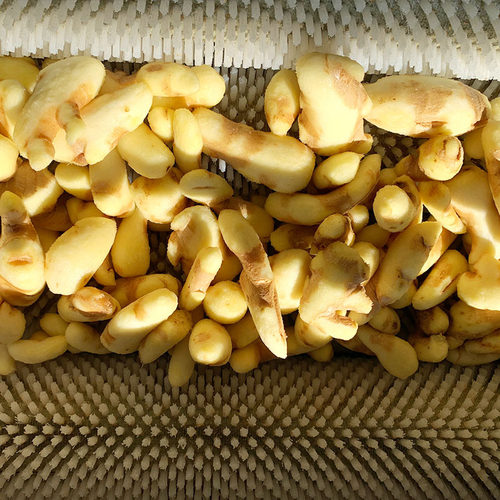 小型鲜姜清洗去皮机 生姜清洗脱皮机 毛辊根茎类去皮清洗机