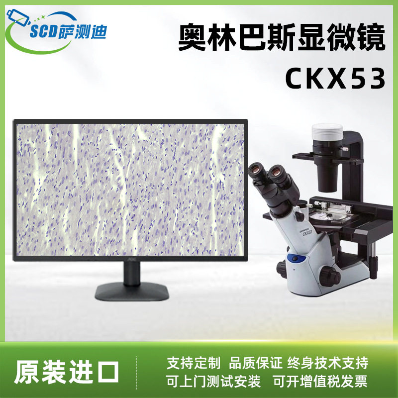 奥林巴斯CKX53三目倒置生物显微镜实验室细胞培养生物细胞显微镜