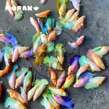【包活】精品浅色半月母混养小型热带观赏抱卵泰国斗鱼免打氧过滤