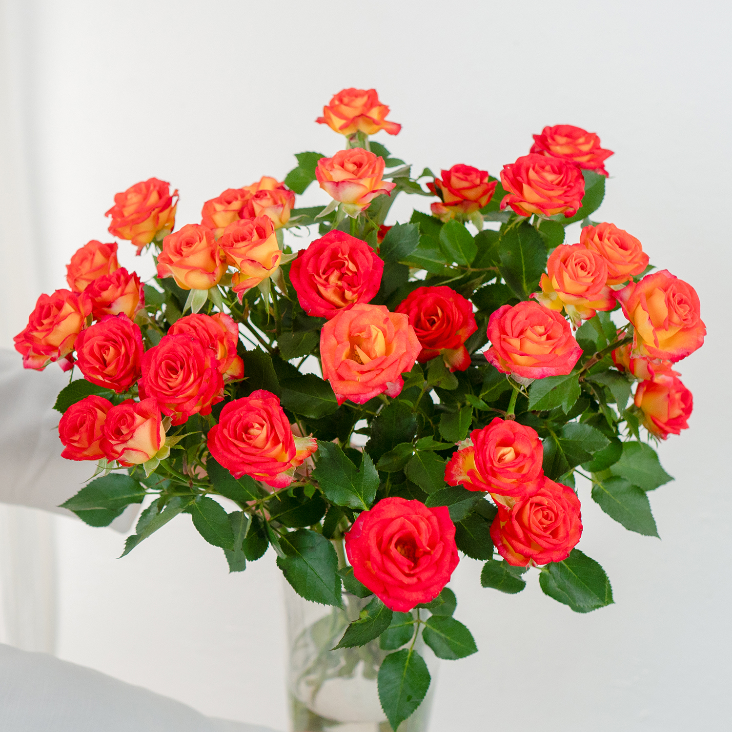 AB级多头玫瑰爱丽丝泡泡云南基地直发鲜花水养鲜切花真花