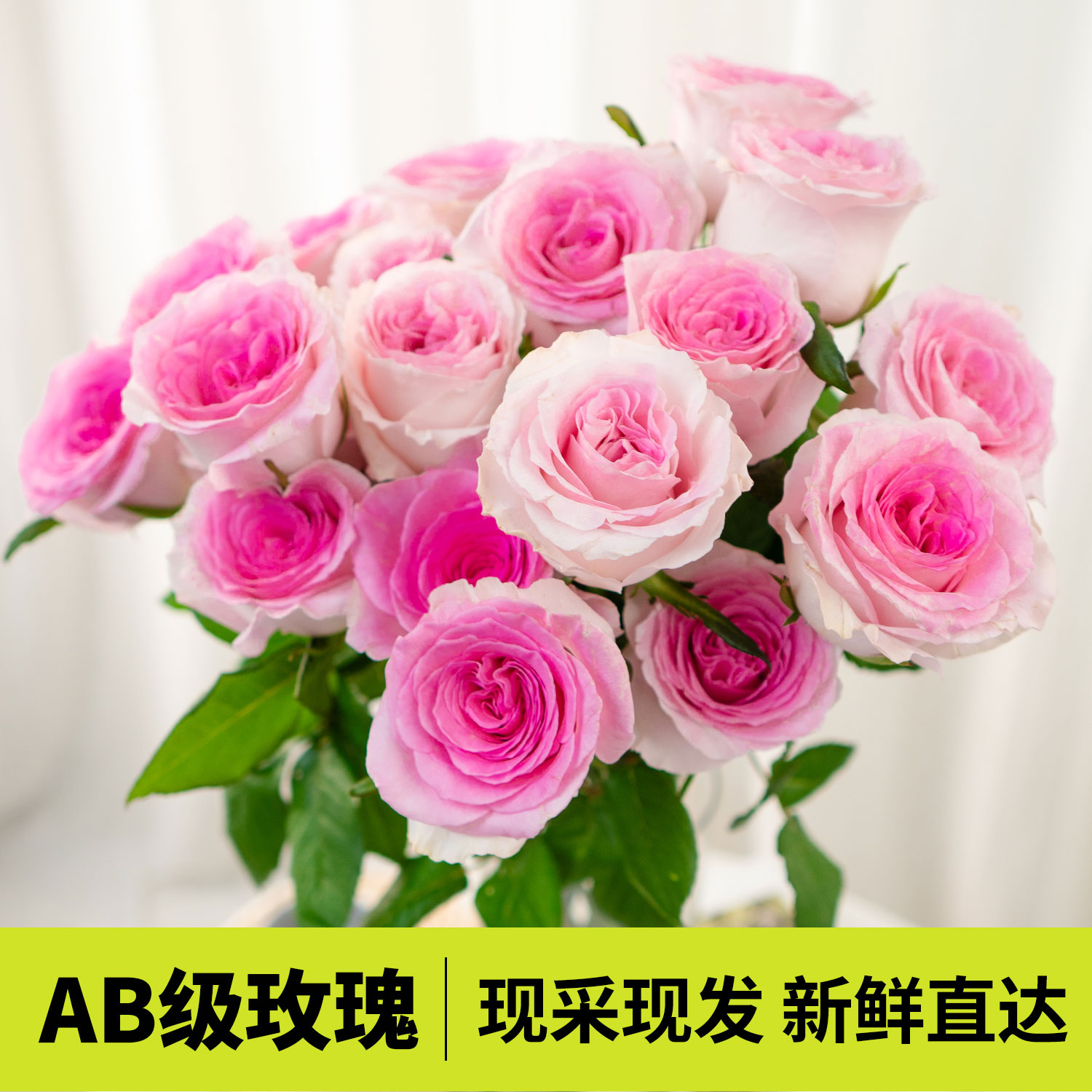 云南基地直发洛神玫瑰