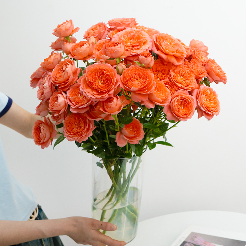 多头泡泡玫瑰10枝水养