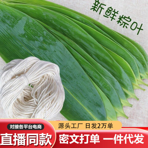 粽子叶大号棕叶新鲜包粽子现货竹