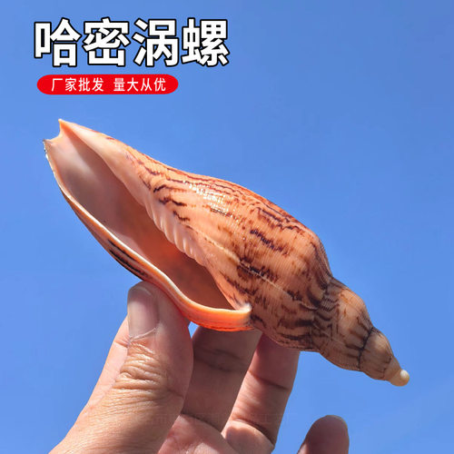 哈密涡螺标本天然稀有贝壳鱼缸造