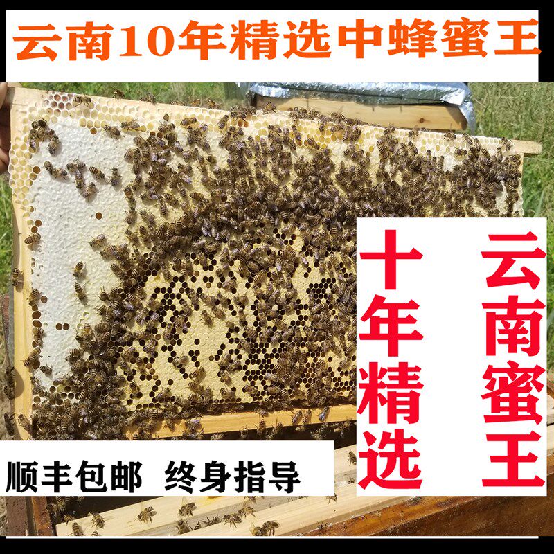 蜜蜂活群中蜂蜂群土蜂带箱中蜜蜂土蜂云南中蜂贵州川重庆广西