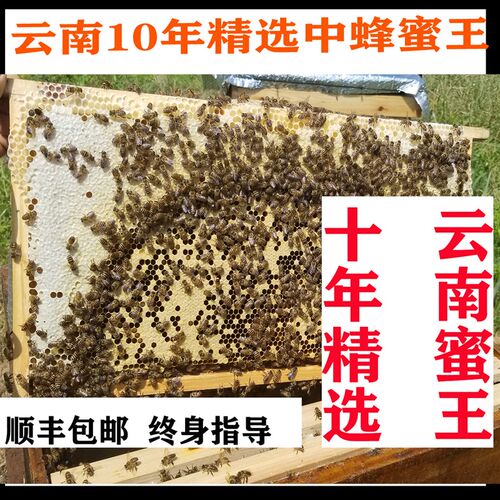 蜜蜂活群中蜂蜂群土蜂带箱中蜜蜂土蜂云南中蜂贵州川重庆广西